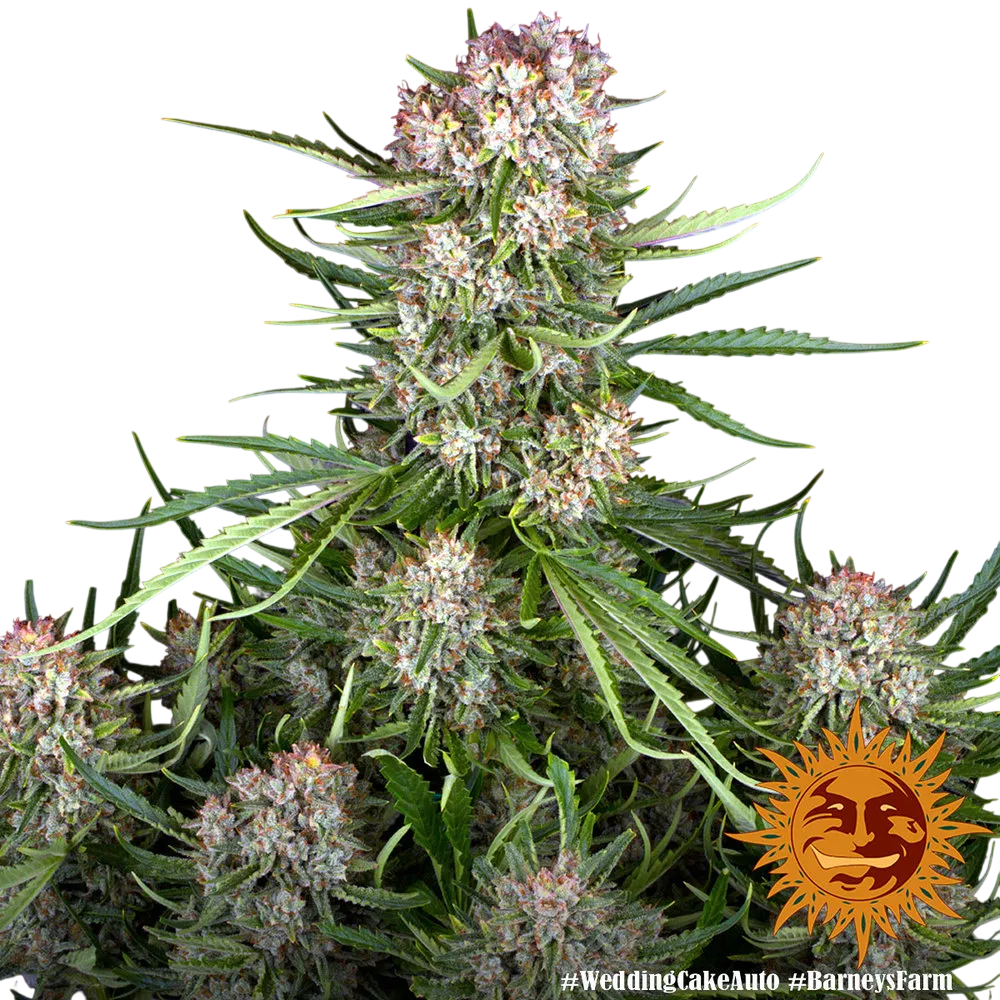Wedding Cake Auto | AUTOFEM | Barneys Farm - Freigestellt 2026-06-09