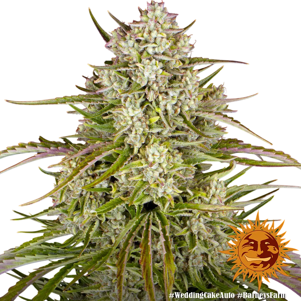 Wedding Cake Auto | AUTOFEM | Barneys Farm - Freigestellt 2026-06-09