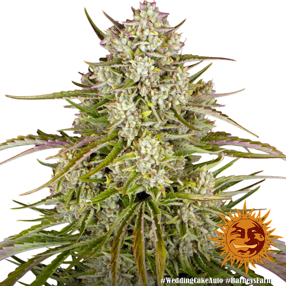 Wedding Cake Auto | AUTOFEM | Barneys Farm - Freigestellt 2026-06-09