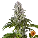 Tropicanna Banana | PHOTOFEM | Barneys Farm - Freigestellt 2026-06-09