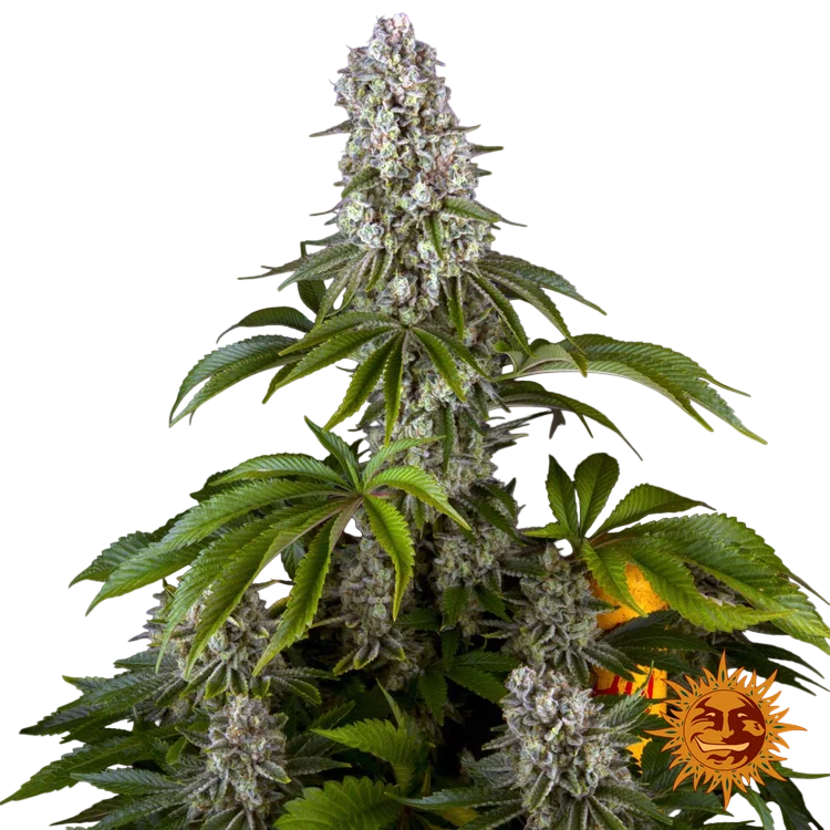 Tropicanna Banana | PHOTOFEM | Barneys Farm - Freigestellt 2026-06-09