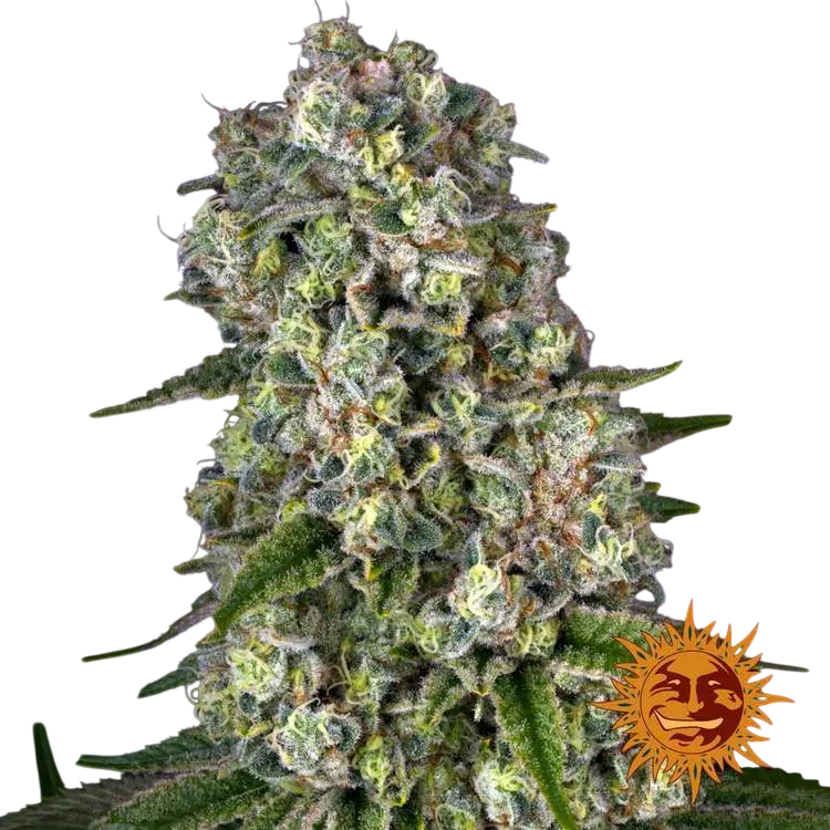Tropicanna Banana | PHOTOFEM | Barneys Farm - Freigestellt 2026-06-09