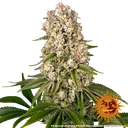 Tropicanna Banana | PHOTOFEM | Barneys Farm - Freigestellt 2026-06-09