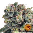 Tropicanna Banana | PHOTOFEM | Barneys Farm - Freigestellt 2026-06-09