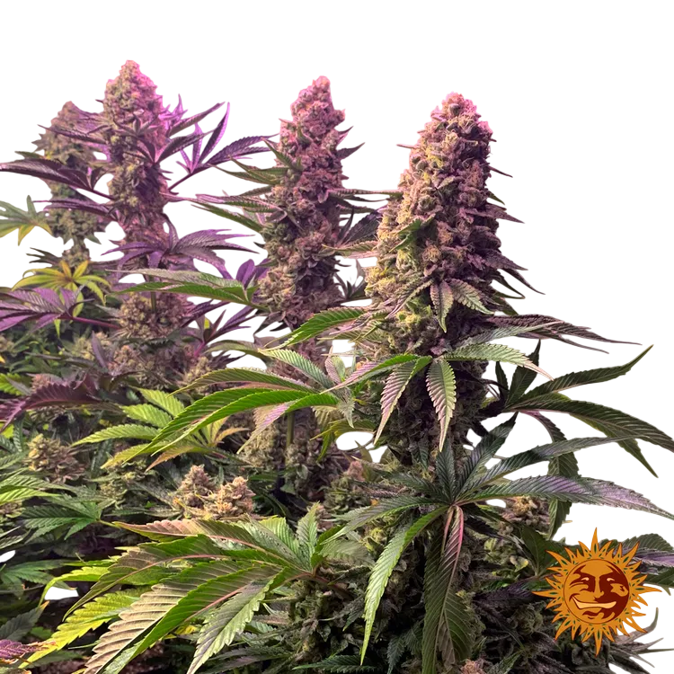 Tropicanna Banana | PHOTOFEM | Barneys Farm - Freigestellt 2026-06-09