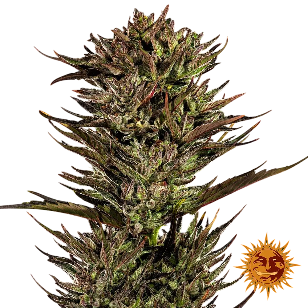 Thin Mint x Sour Pinot | AUTOFEM | Barneys Farm - Freigestellt 2026-06-09