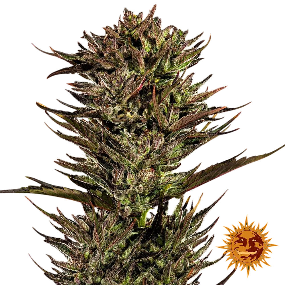 Thin Mint x Sour Pinot | AUTOFEM | Barneys Farm - Freigestellt 2026-06-09