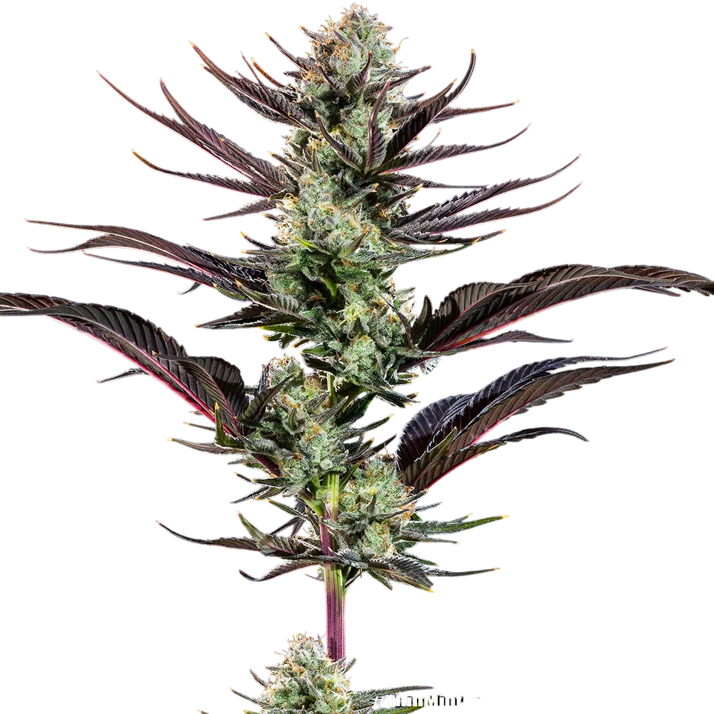 Thin Mint Frosting | PHOTOFEM | Barneys Farm - Freigestellt 2026-06-09