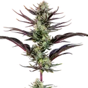 Thin Mint Frosting | PHOTOFEM | Barneys Farm - Freigestellt 2026-06-09