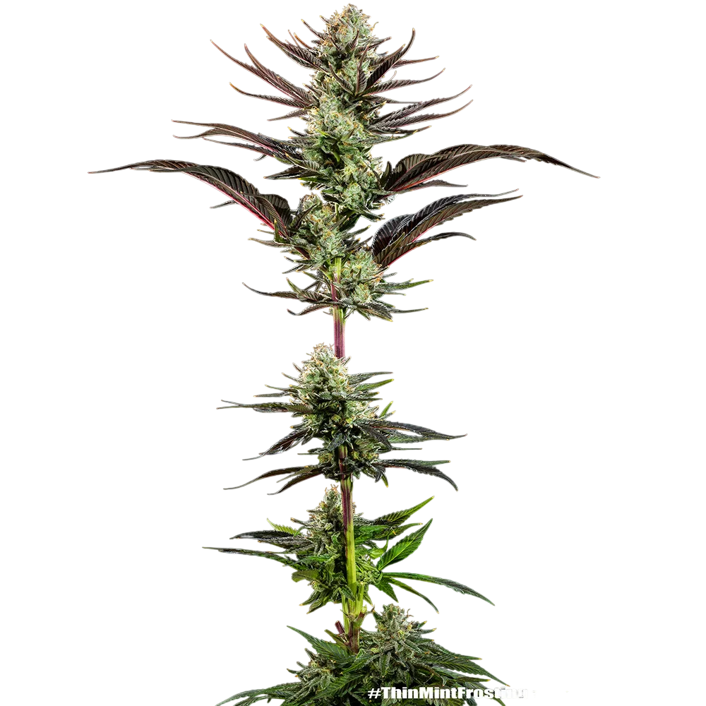 Thin Mint Frosting | PHOTOFEM | Barneys Farm - Freigestellt 2026-06-09