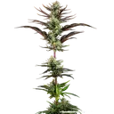 Thin Mint Frosting | PHOTOFEM | Barneys Farm - Freigestellt 2026-06-09