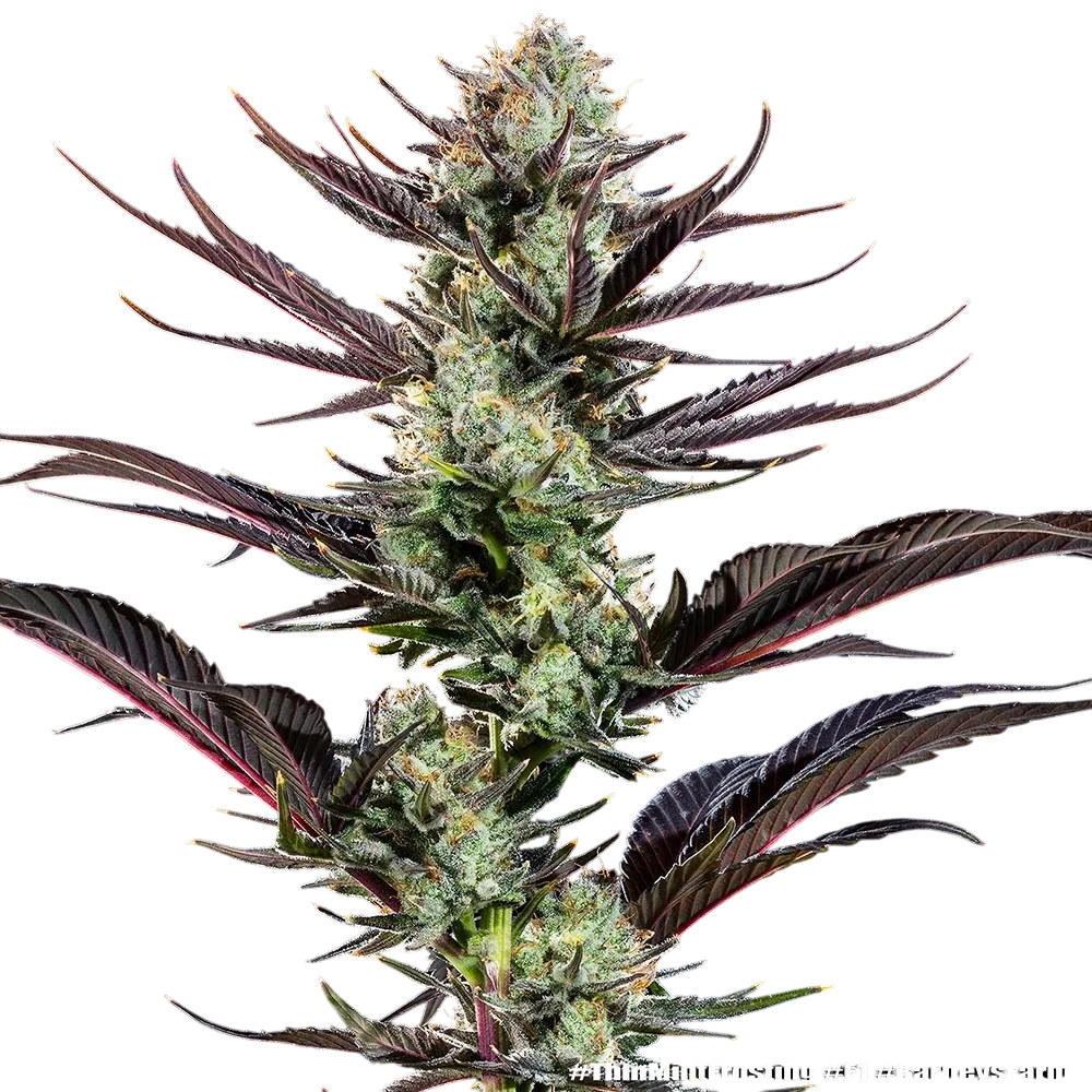Thin Mint Frosting | PHOTOFEM | Barneys Farm - Freigestellt 2026-06-09