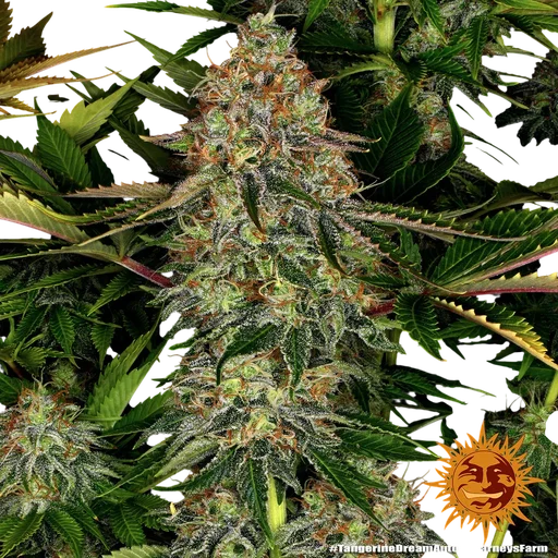 Tangerine Dream Auto | AUTOFEM | Barneys Farm - Freigestellt 2026-06-09