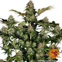 Tangerine Dream Auto | AUTOFEM | Barneys Farm - Freigestellt 2026-06-09