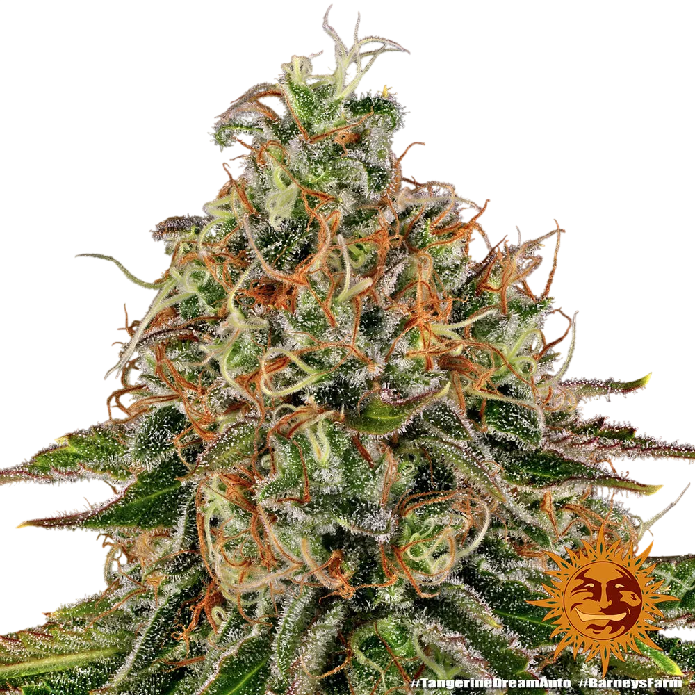 Tangerine Dream Auto | AUTOFEM | Barneys Farm - Freigestellt 2026-06-09