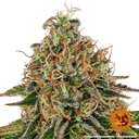 Tangerine Dream Auto | AUTOFEM | Barneys Farm - Freigestellt 2026-06-09