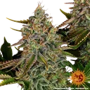 Tangerine Dream Auto | AUTOFEM | Barneys Farm - Freigestellt 2026-06-09