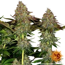 Tangerine Dream Auto | AUTOFEM | Barneys Farm - Freigestellt 2026-06-09