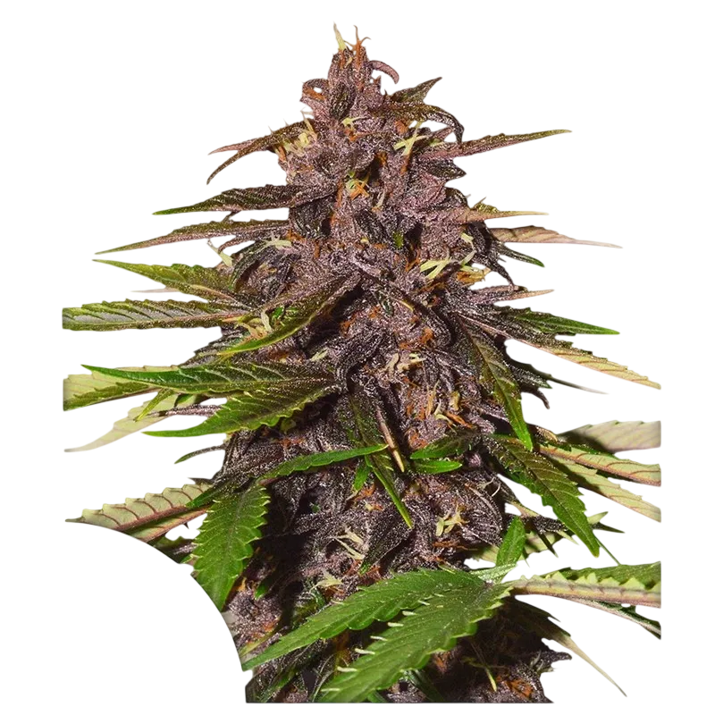 Forbidden Cherry | AUTOFEM | Dutch Passion - vorheriges Hauptbild