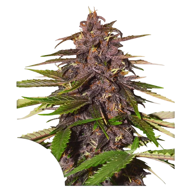 Forbidden Cherry | AUTOFEM | Dutch Passion - vorheriges Hauptbild