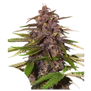 Forbidden Cherry | AUTOFEM | Dutch Passion - vorheriges Hauptbild