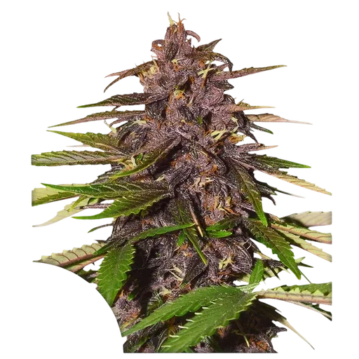 Forbidden Cherry | AUTOFEM | Dutch Passion - vorheriges Hauptbild