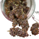 Forbidden Cherry | AUTOFEM | Dutch Passion - Freigestellt 2026-07-06