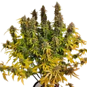 CBG-Force Auto | AUTOFEM | Dutch Passion - Freigestellt 2026-08-03