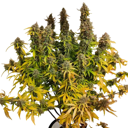 CBG-Force Auto | AUTOFEM | Dutch Passion - Freigestellt 2026-08-03
