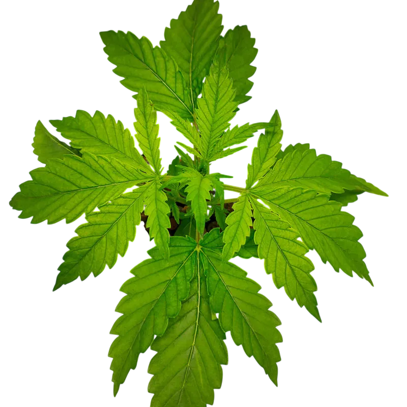 CBG-Force Auto | AUTOFEM | Dutch Passion - Freigestellt 2026-08-03