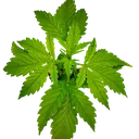 CBG-Force Auto | AUTOFEM | Dutch Passion - Freigestellt 2026-08-03