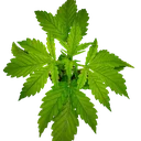 CBG-Force Auto | AUTOFEM | Dutch Passion - Freigestellt 2026-08-03