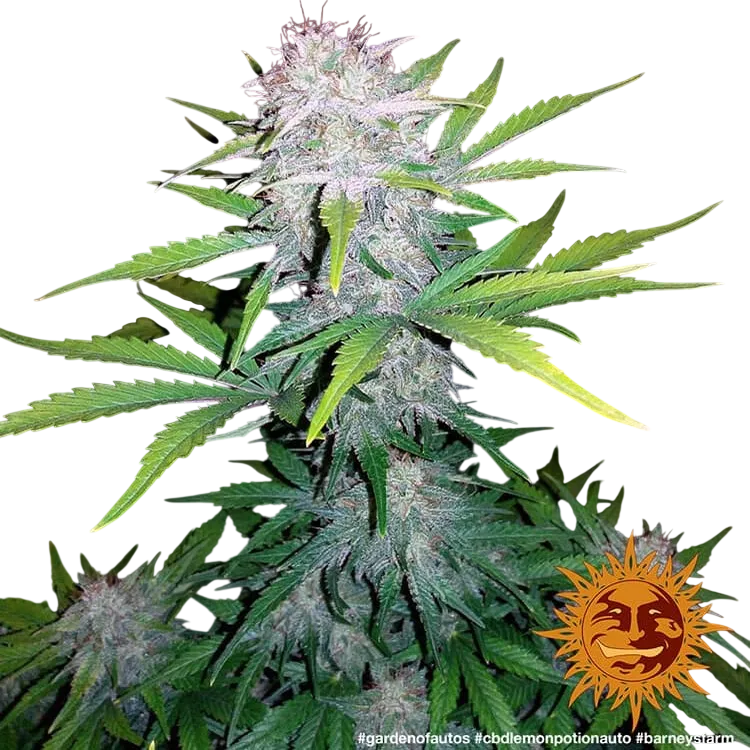 Lemon Potion CBD Auto | AUTOFEM | Barneys Farm - Freigestellt 2026-08-10