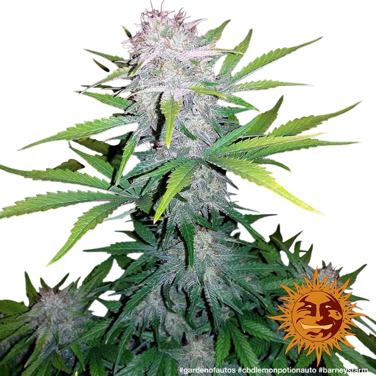 Lemon Potion CBD Auto | AUTOFEM | Barneys Farm - Freigestellt 2026-08-10