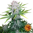 Lemon Potion CBD Auto | AUTOFEM | Barneys Farm - Freigestellt 2026-08-10