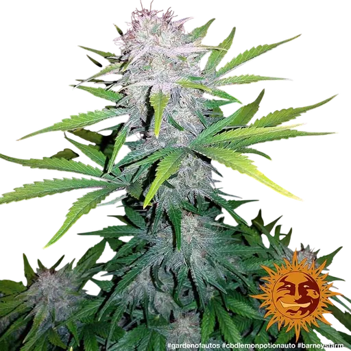 Lemon Potion CBD Auto | AUTOFEM | Barneys Farm - Freigestellt 2026-08-10