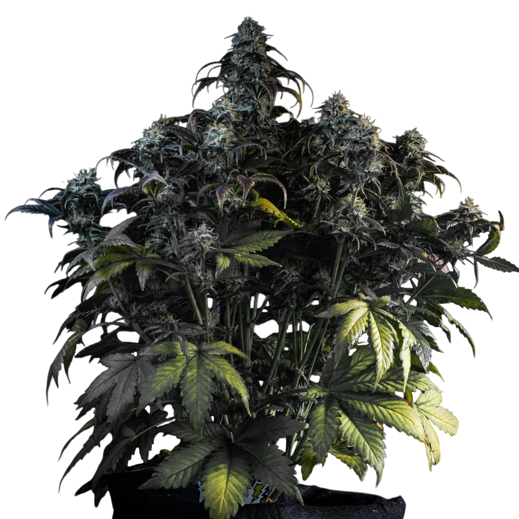 Mephistos Wedding Auto | AUTOFEM | Mephisto Genetics - Freigestellt 2026-08-11