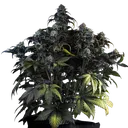 Mephistos Wedding Auto | AUTOFEM | Mephisto Genetics - Freigestellt 2026-08-11