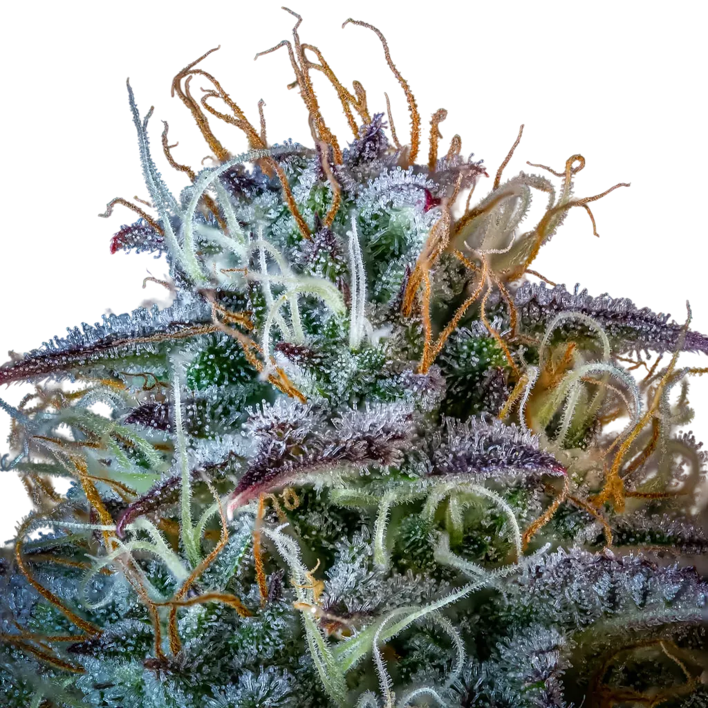 Mephistos Wedding Auto | AUTOFEM | Mephisto Genetics - Freigestellt 2026-08-11