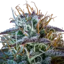 Mephistos Wedding Auto | AUTOFEM | Mephisto Genetics - Freigestellt 2026-08-11