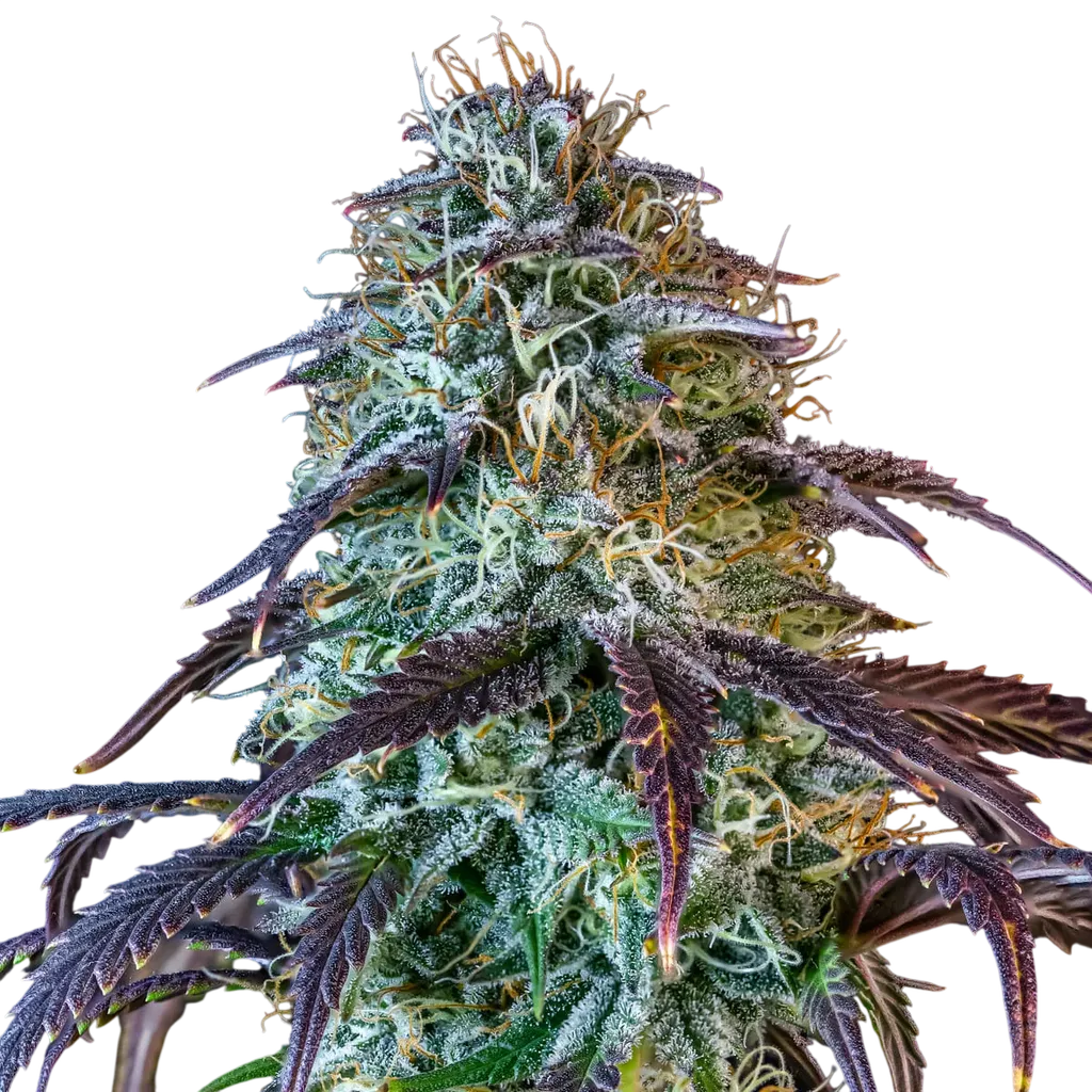 Mephistos Wedding Auto | AUTOFEM | Mephisto Genetics - Freigestellt 2026-08-11