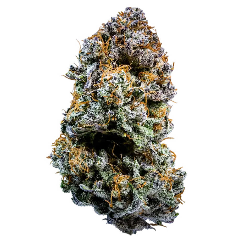 Mephistos Wedding Auto | AUTOFEM | Mephisto Genetics - Freigestellt 2026-08-11