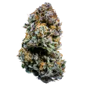 Mephistos Wedding Auto | AUTOFEM | Mephisto Genetics - Freigestellt 2026-08-11