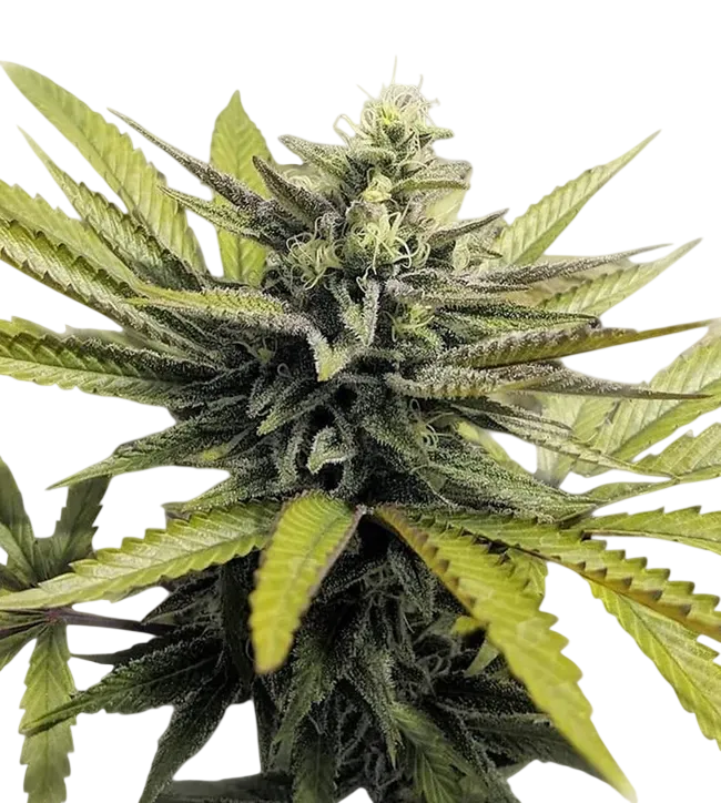 Afghan Hash Plant | PHOTOREG | Barneys Farm - Freigestellt 2026-08-13