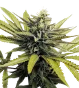 Afghan Hash Plant | PHOTOREG | Barneys Farm - Freigestellt 2026-08-13
