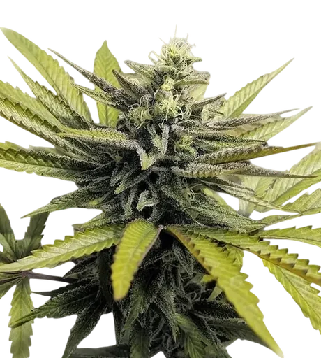 Afghan Hash Plant | PHOTOREG | Barneys Farm - Freigestellt 2026-08-13