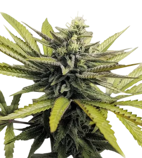 Afghan Hash Plant | PHOTOREG | Barneys Farm - Freigestellt 2026-08-13