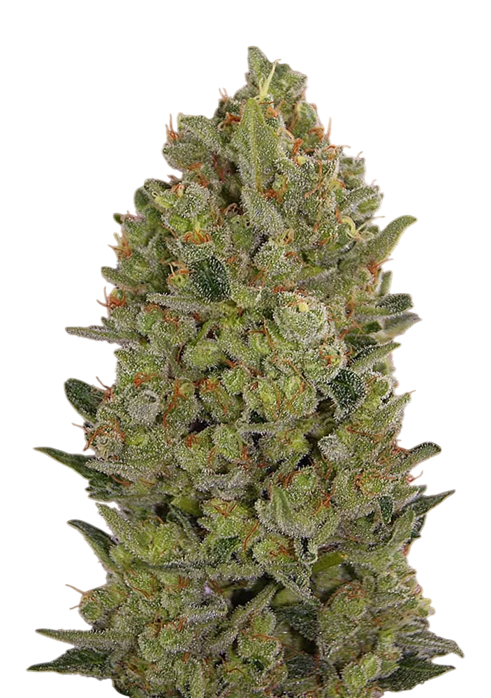 00 Cheese | PHOTOFEM | 00 Seeds - Freigestellt 2026-08-13