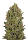 00 Cheese | PHOTOFEM | 00 Seeds - Freigestellt 2026-08-13