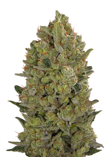 00 Cheese | PHOTOFEM | 00 Seeds - Freigestellt 2026-08-13